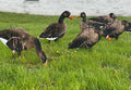 Econo Specklebelly Decoys - SNOODBANGER customs