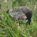 Magnum Lite 3D Canada Geese - SNOODBANGER customs