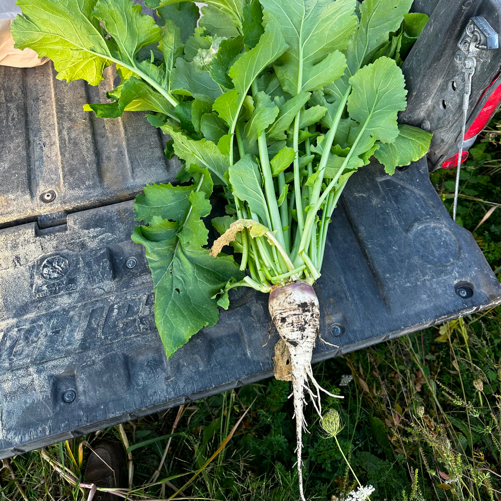 Turnips - SNOODBANGER customs